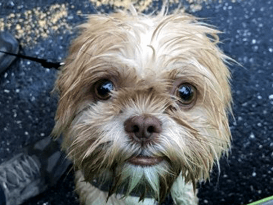 Trailer Transit Inc. | A small, wet dog with light brown fur looks up at the camera while standing on a paved surface, likely awaiting its owner.